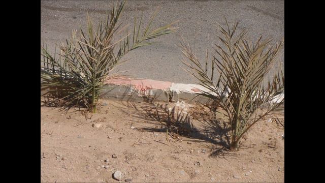 Hurghada Egipt palmy смотреть онлайн