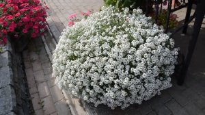 Алиссум сноу принцесс от черенка до пышной шапки.