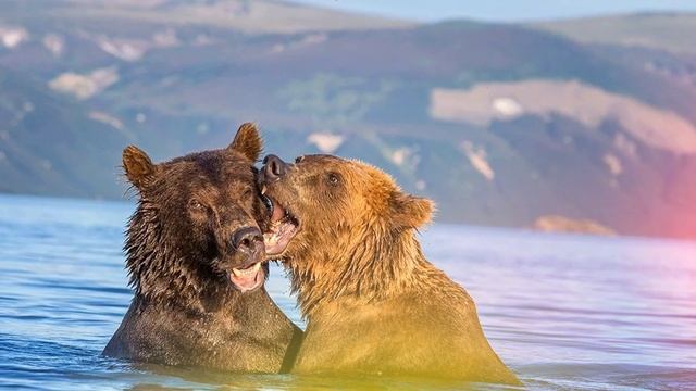 Звук медведя, рёв медведя смотреть онлайн