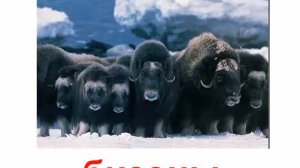 Парнокопытные