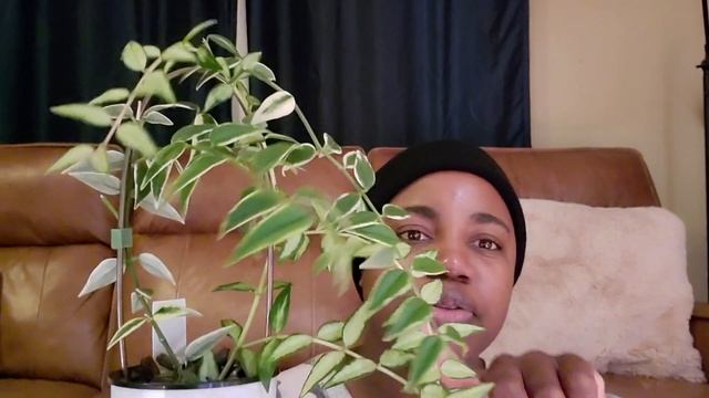 Hoya 'Bella' || 31 Days of Hoya смотреть онлайн