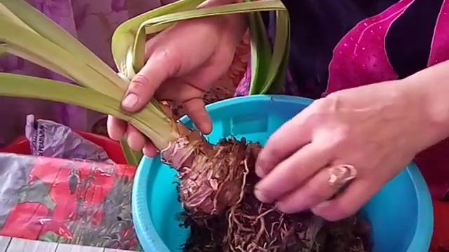 Гиппеаструм - пересадка /уход смотреть онлайн