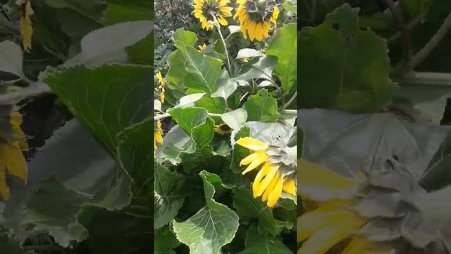 #Штокроза #войлочнаявишня #симбиозрастении #Астана смотреть онлайн