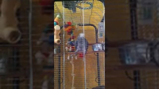 Жакоша чихает смотреть онлайн