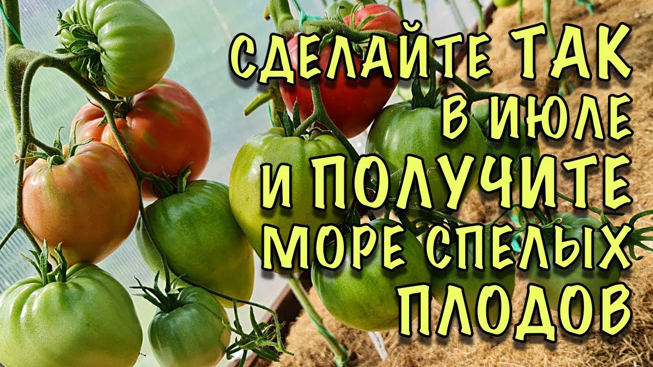 ТОМАТЫ МОМЕНТОМ СОЗРЕЮТ! Сделайте ТАК! СЕКРЕТЫ ухода В ИЮЛЕ и ВОЛШЕБНОЕ СРЕДСТВО ЗА 10 РУБЛЕЙ! смотреть онлайн