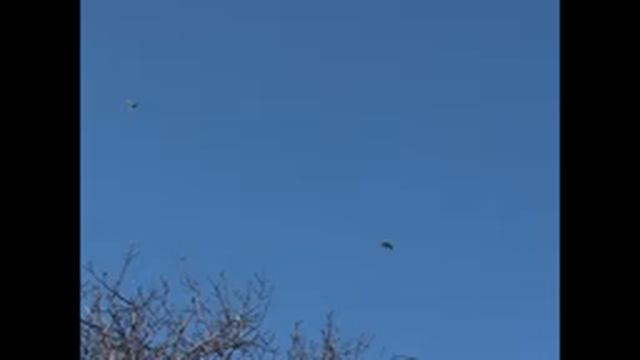Один день из жизни голубей смотреть онлайн