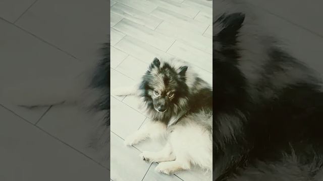 это вольф шпиц смотреть онлайн