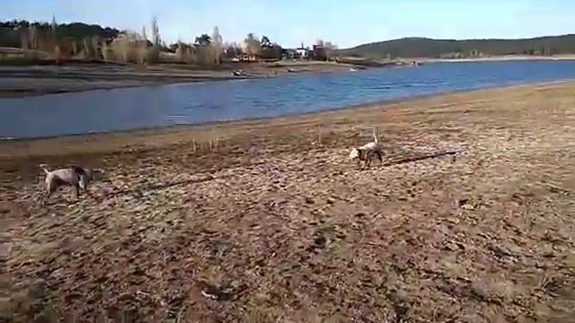 Очень грязные бультерьеры смотреть онлайн