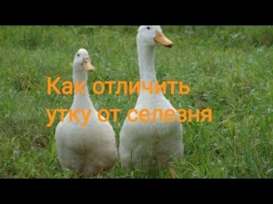 Смотри как отличить утку от селезня