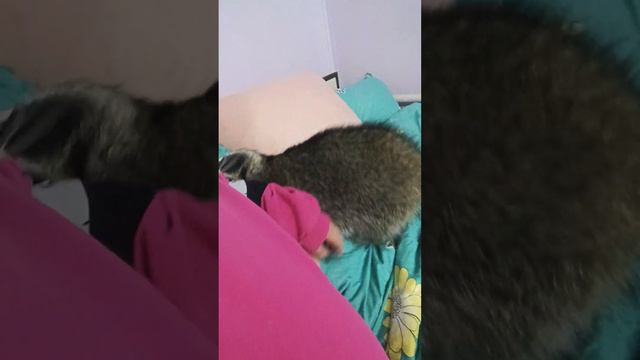 Домашние еноты во время гона,это вообще не весело .Даже не во время гона,а просто они такие и есть😔 смотреть онлайн