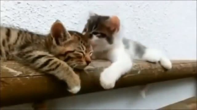Коты Спят. Лучшая Подборка Видео смотреть онлайн