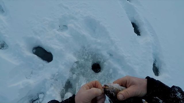 #гостевой#дом#попов#порог ЗИМНЯЯ РЫБАЛКА НА ЛЕСНОМ ОЗЕРЕ. КРУПНЫЙ ОКУНЬ, ПОЛЕЗНЫЕ СОВЕТЫ. смотреть онлайн