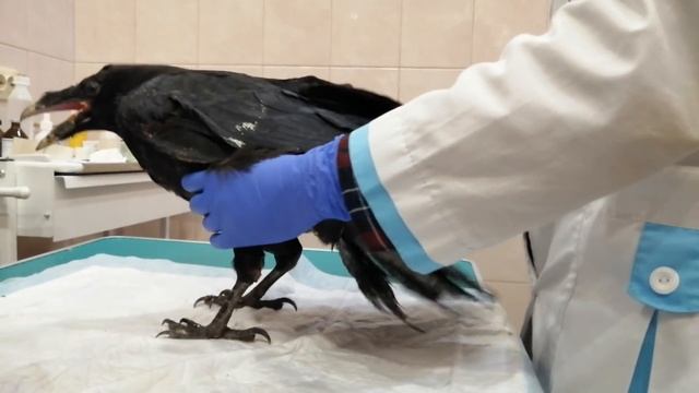 Чем ворон отличается от вороны? летний архив