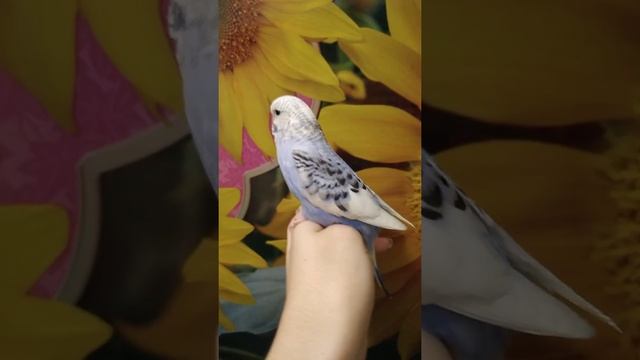 птенчик самочка ручная получех смотреть онлайн