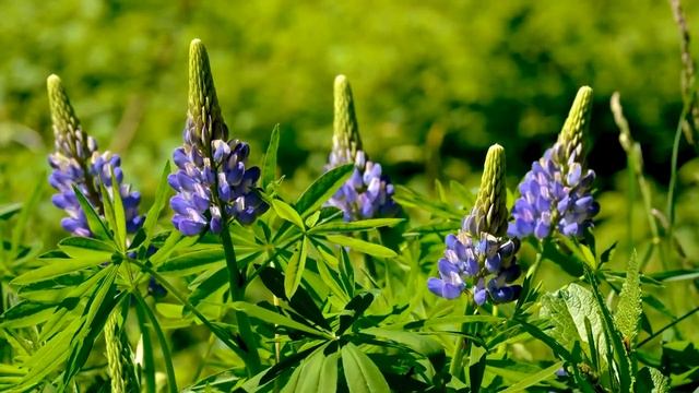 Молитва. Иером. Пахомий / Саровский цветник. Наставления старцев Саровской пустыни смотреть онлайн