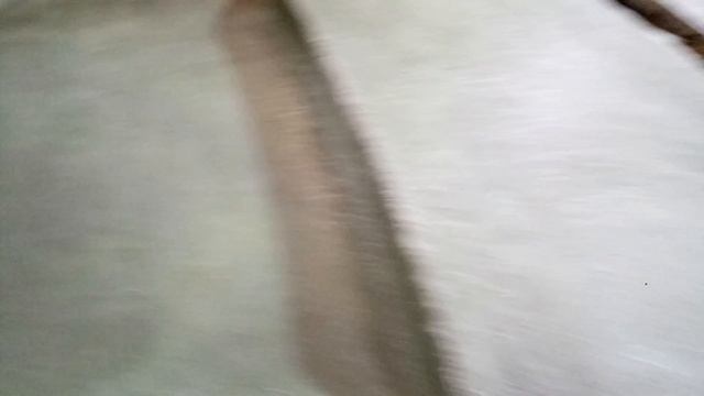 Видеообзор - Снятие матрицы с капота с воздухозаборником на Mazda 3 Mps. Часть 4... смотреть онлайн