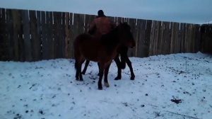 Обучаем молодых лошадей.