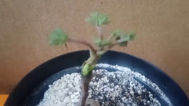 Купила сдуру древовидный пион смотреть онлайн