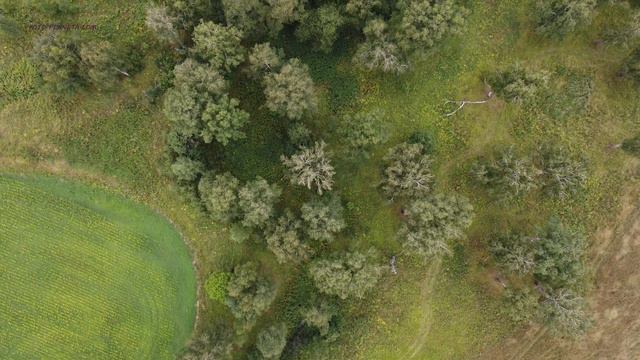 🌳 Релакс / Relax смотреть онлайн