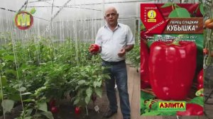 Семена: Аэлита Перец Кубышка - Дачные уроки профессора Мамедова