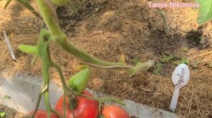 Томат ПУДОВИК. Томат ЗОЛОТАЯ КОНОРЕЙКА. Обзор томатов в теплице.