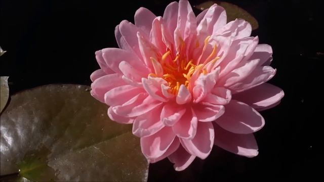 Нимфея April Peony (Апрельский пион) кувшинка, waterlily, водные растения, пруд смотреть онлайн