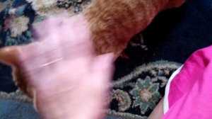 Как помочь кошке которая гуляет/Течка у кошек/Как успокоить кошку в домашних условиях/Сat is in hea