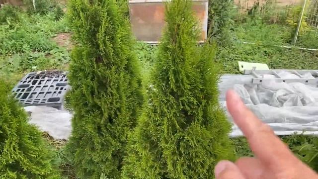 28.07.22. Два угла дома подняты под перекрытие! Догидроизолировали колодцы септика. смотреть онлайн