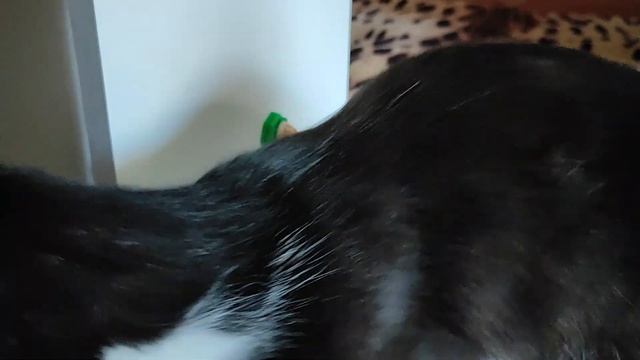 Леденец с кошачьей мятой смотреть онлайн