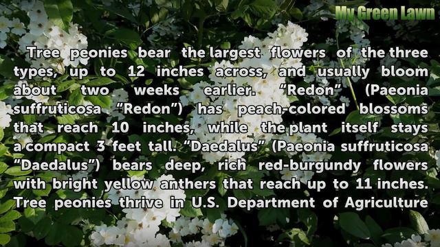 How Big Do Peony Flowers Grow? смотреть онлайн