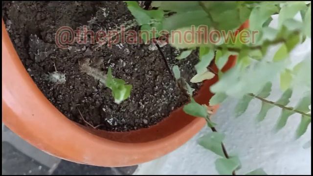 nephrolepis cordifolia/ boston fern / how to divide fern plant /#ferns / смотреть онлайн