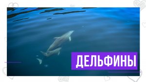 ДЕЛЬФИНЫ у берегов Балаклавы - путь к Мысу Айя ЗАТЕРЯННЫЙ МИР
