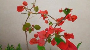 ПОЧЕМУ НЕ ЦВЕТЕТ БУГЕНВИЛЛИЯ. КАК ЗАСТАВИТЬ ЦВЕТИ БУГЕНВИЛЛИЮ. МОЙ ОПЫТ