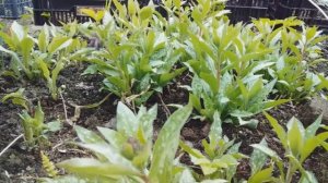 Посадите медуницу в саду