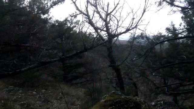 Крымский лес/Прогулка по лесу/Весенний лес/Релакс смотреть онлайн