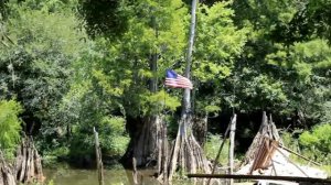 The Lion Sleeps Tonight