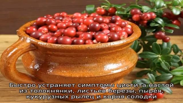 Толокнянка от цистита смотреть онлайн