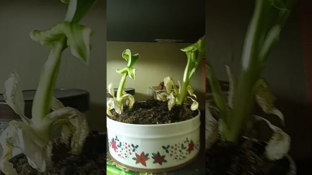 Growing a Hosta Albomarginata Indoors: Update, day 9 смотреть онлайн