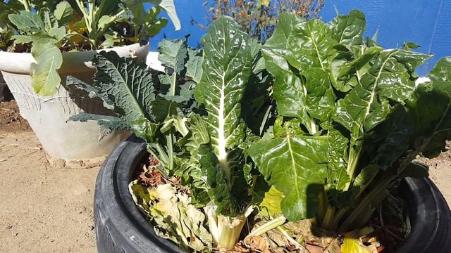 high desert garden January 2018 смотреть онлайн