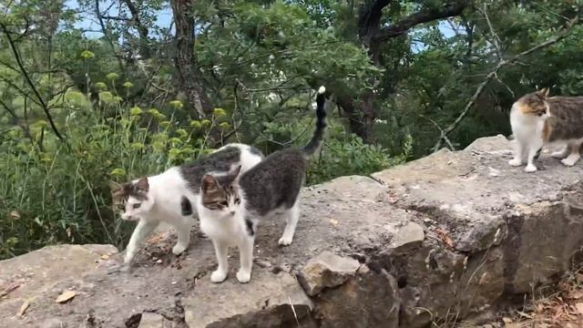 Солнечная тропа и кошки в Крыму. смотреть онлайн