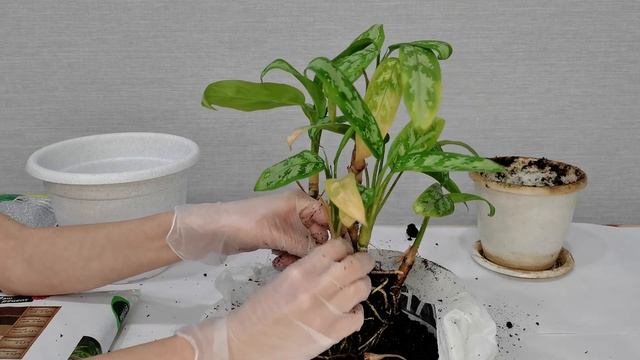 АГЛАОНЕМА пересадка и уход.