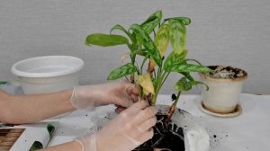 АГЛАОНЕМА пересадка и уход.