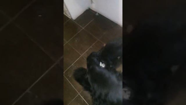 БОРЬБА :КОКЕР СПАНИЕЛЬ & РОТВЕЙЛЕР смотреть онлайн