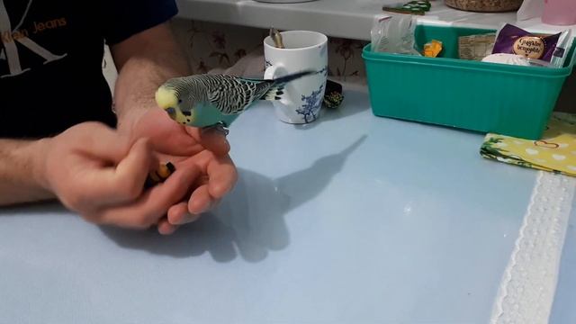 Волнистый попугай Тихон и стиль тайцзицюань! смотреть онлайн