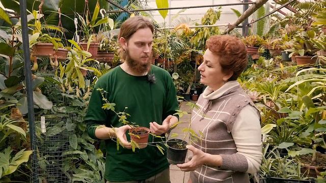 Мимоза недотрога - чудо на окне смотреть онлайн