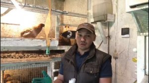 Ред Бро (цветного бройлера) 2,5 месяца можно начинать забивать!