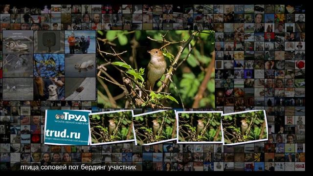 Соловьев по весне считают смотреть онлайн