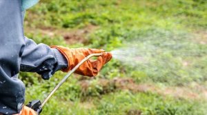 Как вывести хмель в саду и огороде