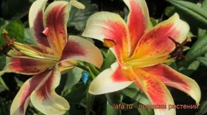Лилия ла-гибрид Пэшн Мун ? обзор: как сажать, луковицы лилии Пэшн Мун