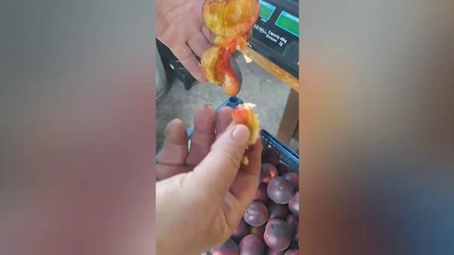 Огляд на абрикос "Чорний принц" / Review of the "Black Prince" Apricot смотреть онлайн